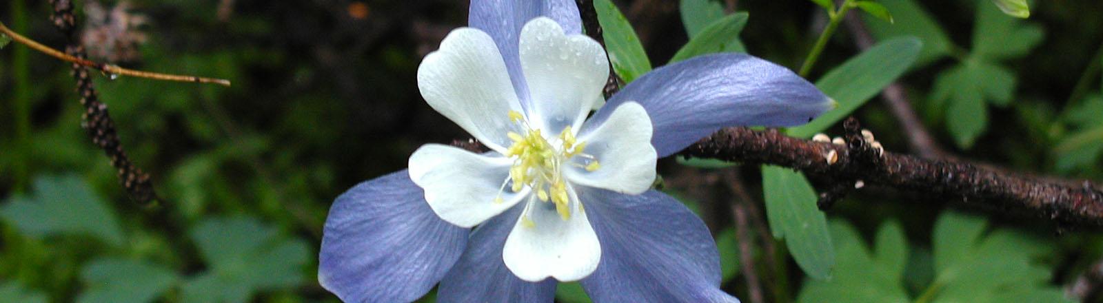 Biology columbine image