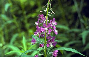 Fireweed (Chamerion angustifolium) plant in the herbarium